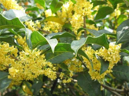 桂花开花时间与花色区别解析(图2)