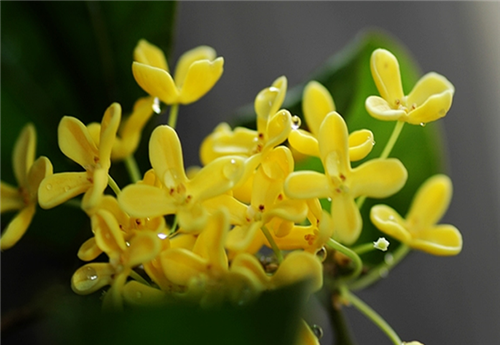 桂花开花时间与花色区别解析(图3)