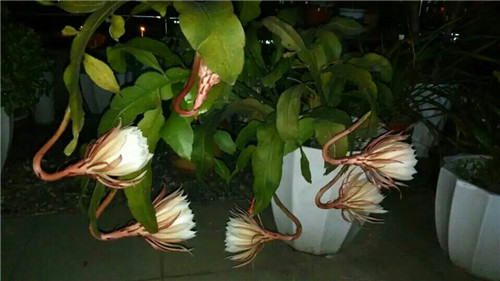 6月盛开的花卉有哪些？常见种类盘点(图3)