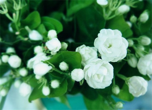 6月盛开的花卉有哪些？常见种类盘点(图2)