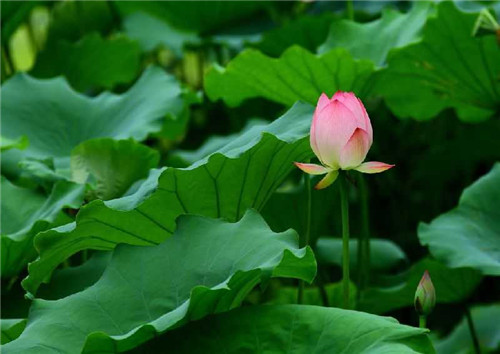 6月盛开的花卉有哪些？常见种类盘点