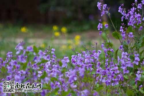 二月兰为何又名诸葛菜？诸葛亮传说起源