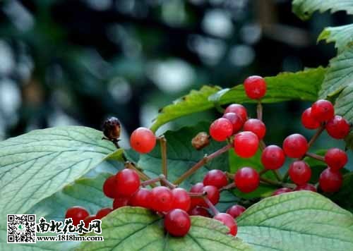 天目琼花春季秋季养护与果实观赏特点