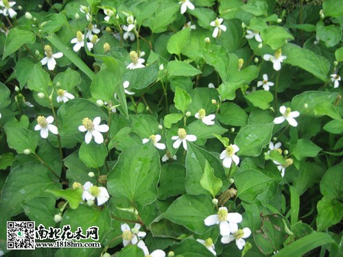 鱼腥草的养生功效及药用价值解析