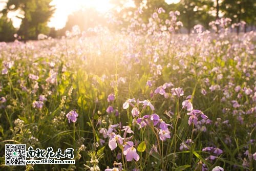 生命与自然之美：二月兰与我的生日回忆(图2)