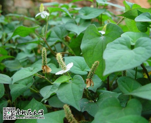 鱼腥草的养生功效及药用价值解析(图3)