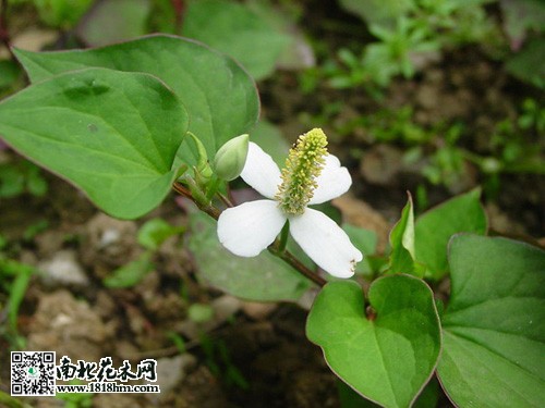 鱼腥草的养生功效及药用价值解析(图2)