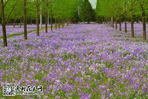 生命与自然之美：二月兰与我的生日回忆(图3)