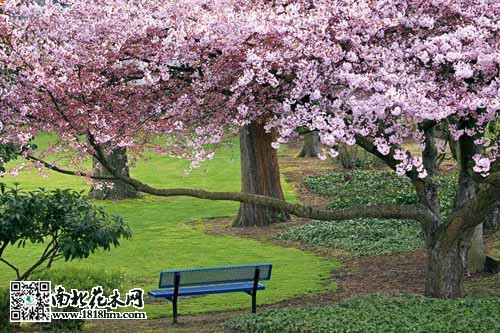 东京樱花分布与园林应用全解析