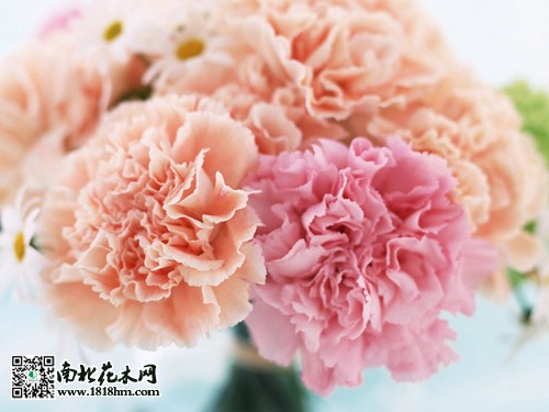 初次上门送婆婆贴心礼物推荐指南(图2)