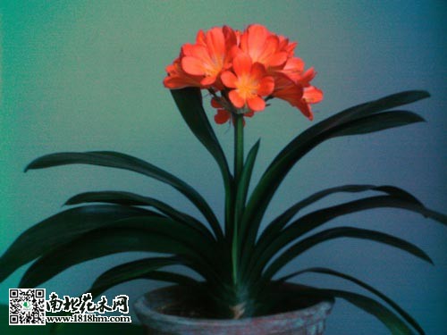 父亲节送花指南：5种寓意深厚的花卉推荐