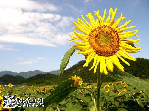 父亲节送花指南：5种寓意深厚的花卉推荐(图2)