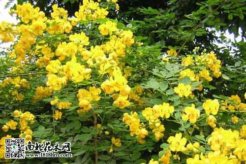 黄花槐：黄金花木 冬季绿化新选择