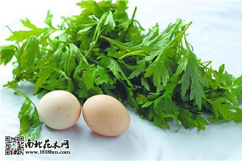 端午节插艾草 驱邪功效与药用价值(图2)