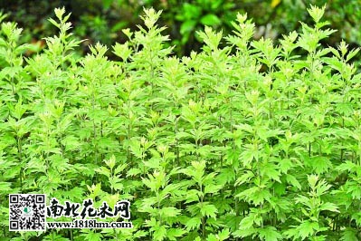 端午节插艾草 驱邪功效与药用价值(图3)