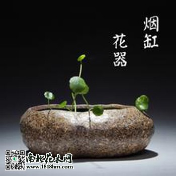 烟灰处理方法影响花卉生长 妙招变废为宝(图2)