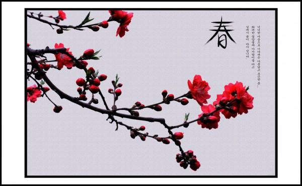 春夏秋冬各有什么花 四季代表性的花卉是什么(图1)
