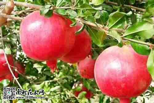 沭阳县县花石榴花：欧洲神话与象征意义的传奇(图2)