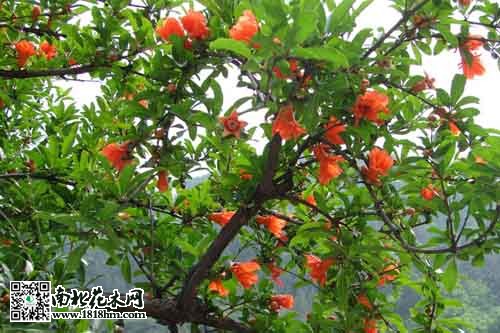 沭阳县县花石榴花：欧洲神话与象征意义的传奇(图1)