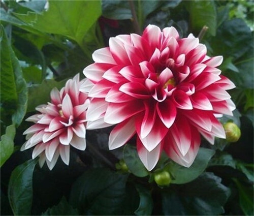 芍药花春季花期及养护技巧详解(图1)