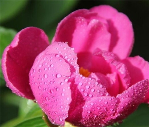 芍药花春季花期及养护技巧详解(图5)