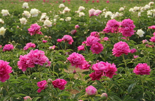 芍药花春季花期及养护技巧详解(图4)