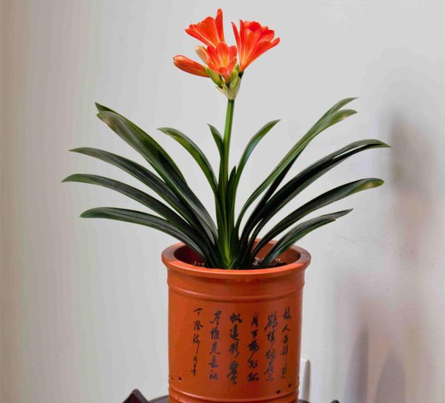 室内适合养殖的植物推荐：净化空气、养护指南(图1)