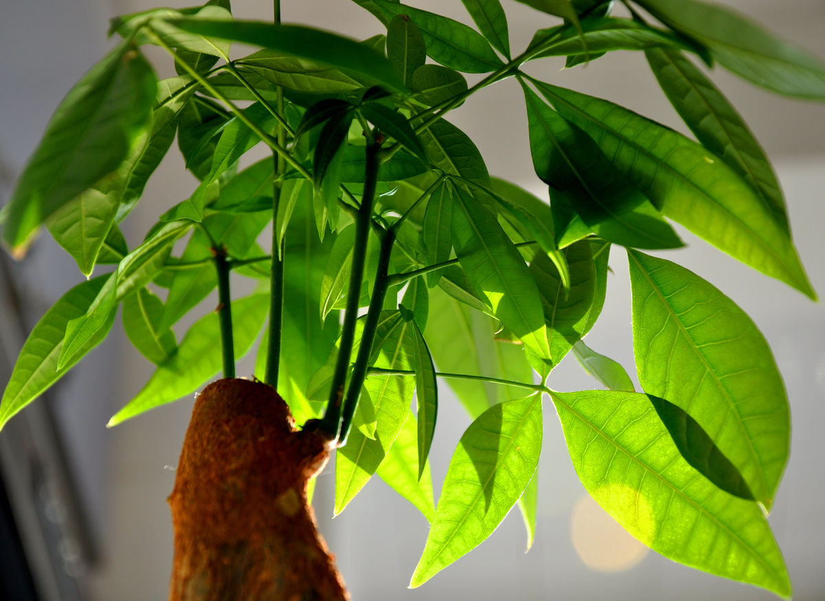 室内适合养殖的植物推荐：净化空气、养护指南(图3)