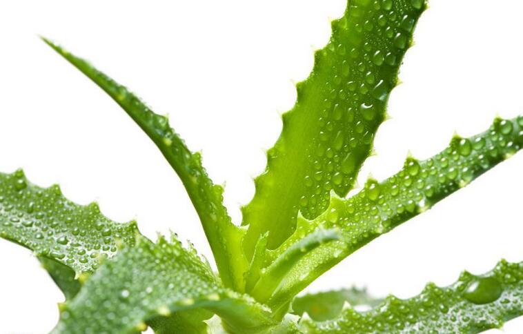 室内适合养殖的植物推荐：净化空气、养护指南(图4)