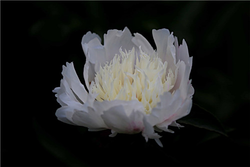 芍药花的功效与别称解析 你了解多少？(图1)