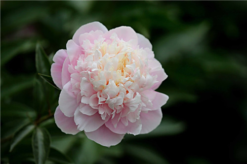 芍药花的功效与别称解析 你了解多少？(图2)