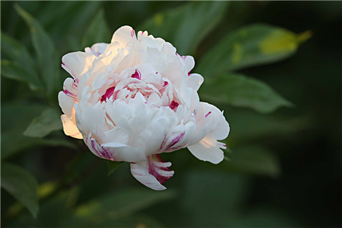 芍药花的功效与别称解析 你了解多少？(图3)