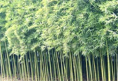 竹子的图片欣赏与种类生长特点(图3)