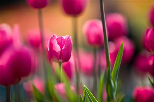 郁金香开花时间与栽种技巧全解析(图2)
