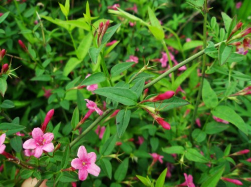 迎春花开花时间与品种大全解析(图3)
