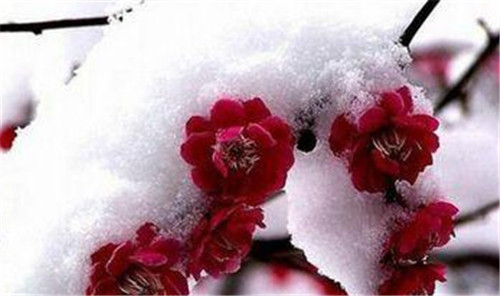 冬季开花的红色花卉品种及养护指南(图1)