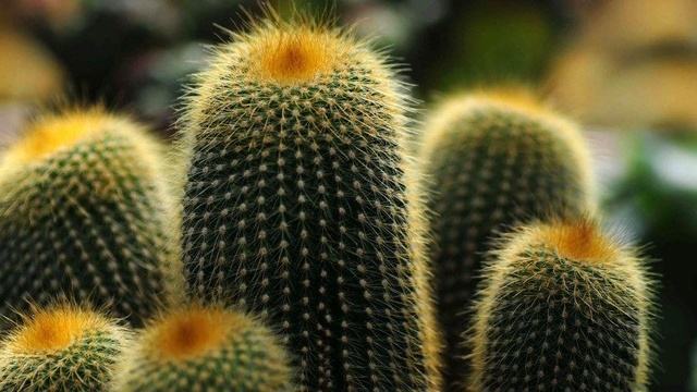 室内空气清新妙招：植物净化全解析(图1)