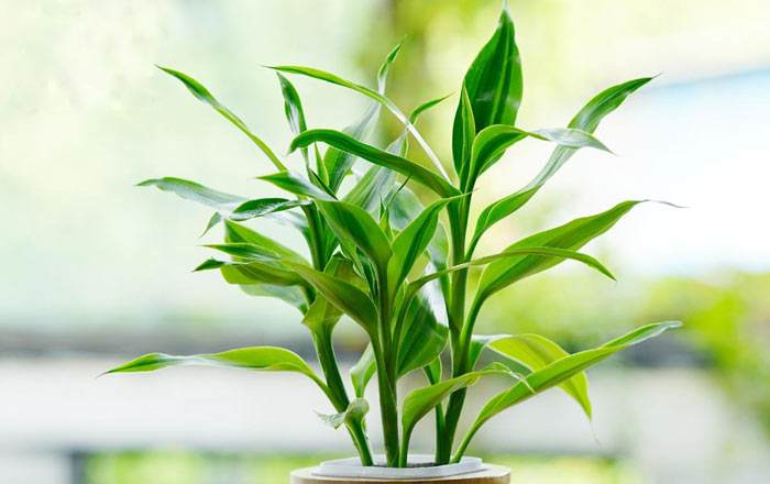 室内空气清新妙招：植物净化全解析(图3)