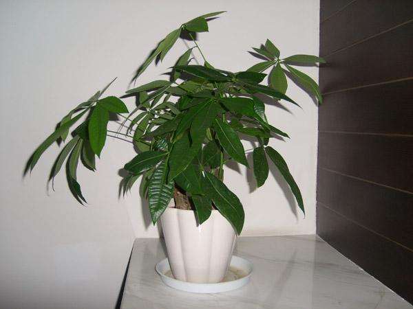 室内空气清新妙招：植物净化全解析(图4)