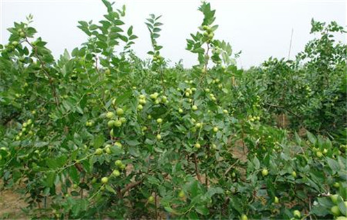 枣树种植最佳时间及保花保果技巧详解(图3)