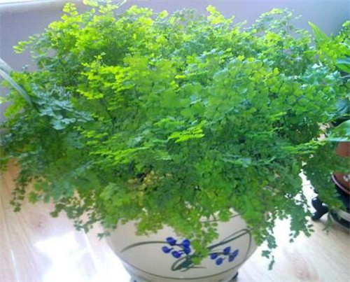 铁线蕨叶子发黄怎么办？养护五要点(图5)