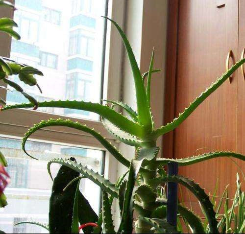 龙爪的功效与作用及与芦荟的区别解析(图2)