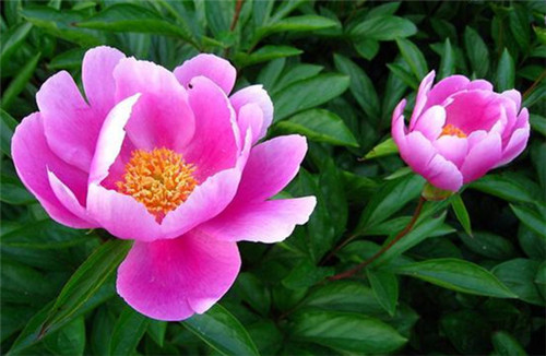 芍药花最佳开放时间及养护技巧详解(图2)