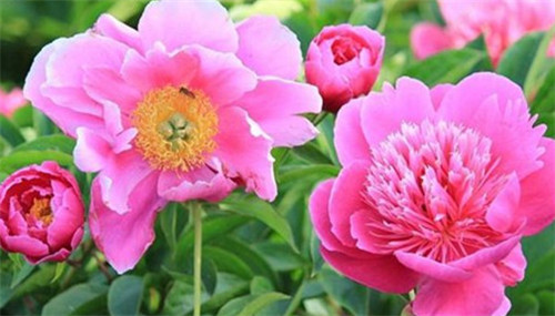 芍药花最佳开放时间及养护技巧详解(图3)