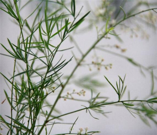 天冬草的功效与作用，润燥养阴的天然良药(图2)