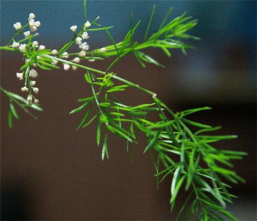 天冬草的功效与作用，润燥养阴的天然良药(图3)