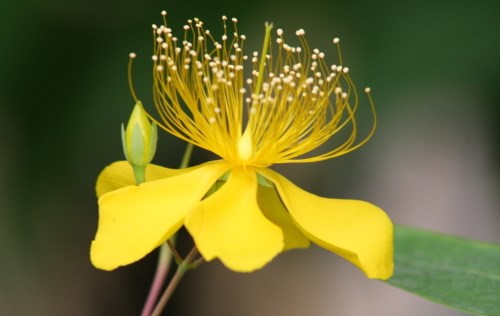 迎春花花期与品种全解析：特性及养护要点(图1)