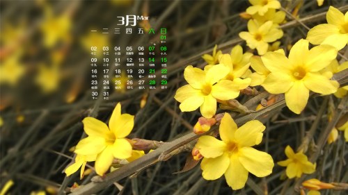 迎春花花期与品种全解析：特性及养护要点(图2)