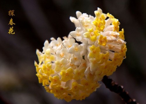 迎春花花期与品种全解析：特性及养护要点(图5)
