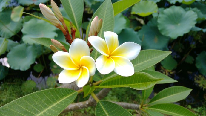 迎春花花期与品种全解析：特性及养护要点(图4)